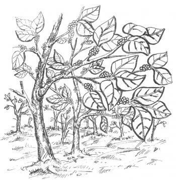 17. Pangbaraqbah kawa (Atkinson).jpg