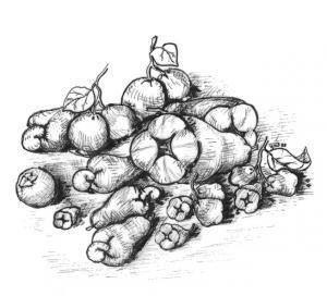 25. Bua-bua (Atkinson).jpg