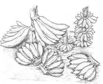 29. Massanggaraq punti (Atkinson)_0.jpg