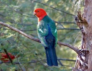 bird bird
