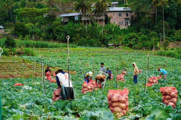 Farmers pick cabbage from their gardens