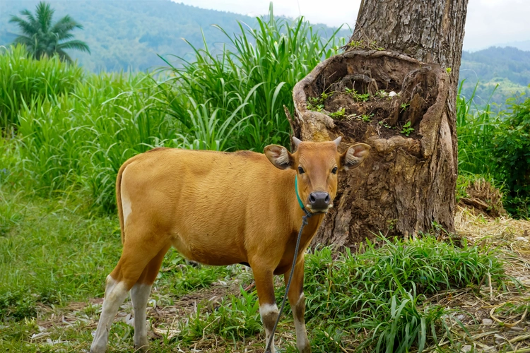 cow
