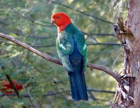 manuk-manuk manuk-manuk
