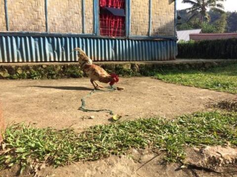 manuk manuk